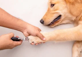 Dog Nail Care
