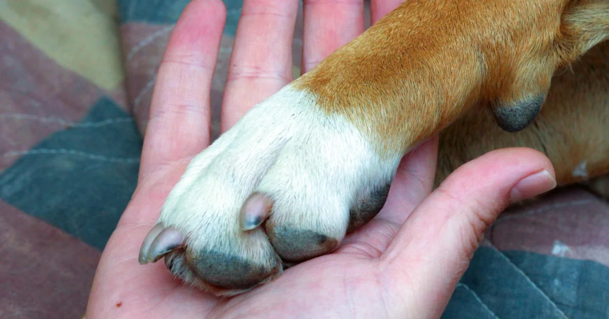 Dog Nail Discoloration Causes