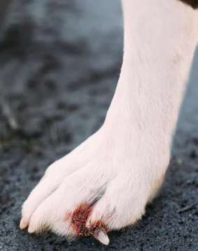 Dog Nail Injury Treatment