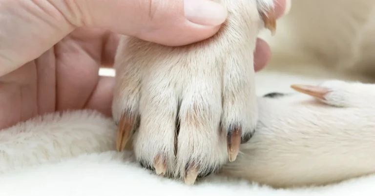 Dog Nail Torn Halfway